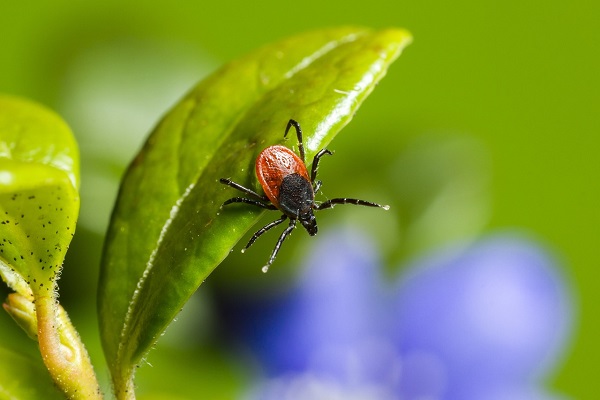 CONFÉRENCE DU CLUB HORTICOLE DE BROMONT | QUAND LES TIQUES ET LEURS MALADIES S’INVITENT DANS NOS JARDINS