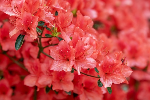 CONFÉRENCE DU CLUB HORTICOLE DE BROMONT | UNE TOUCHE D’ORIGINALITÉ : AZALÉES ET RHODODENDRONS
